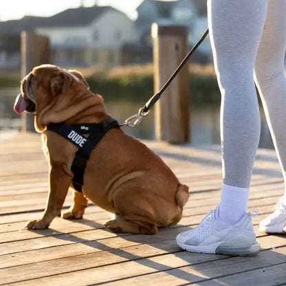 Dog Friendly Co. No-Pull Dog Harness