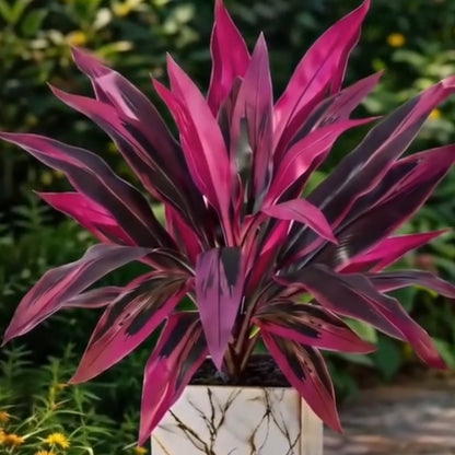 🔥Last Day 50% OFF🔥2Pcs Artificial Dragon's Blood Tree Plants